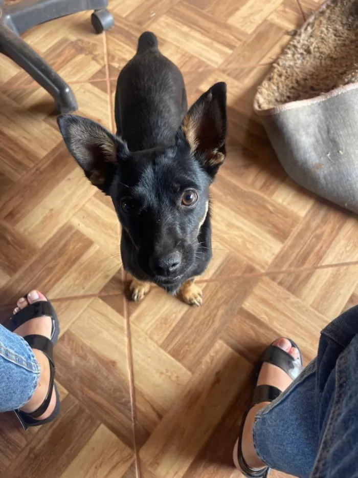 Cachorro raça SRD-ViraLata idade 3 anos nome Morfeu