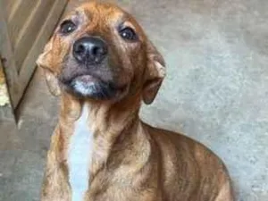 Cachorro raça SRD-ViraLata idade 7 a 11 meses nome Amora 