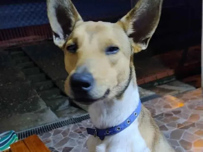 Cachorro raça SRD-ViraLata idade 2 anos nome Jubileu
