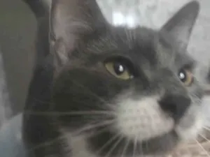 Gato raça SRD-ViraLata idade 7 a 11 meses nome Úrsula 