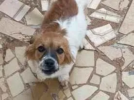 Cachorro raça SRD-ViraLata idade 1 ano nome amora 