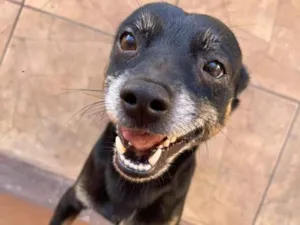 Cachorro raça SRD-ViraLata idade 3 anos nome Morfeu