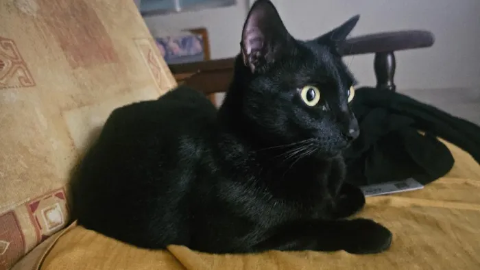 Gato raça SRD-ViraLata idade 2 anos nome Dio