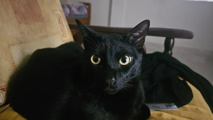 Gato raça SRD-ViraLata idade 2 anos nome Dio