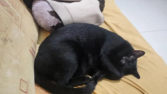 Gato raça SRD-ViraLata idade 2 anos nome Dio