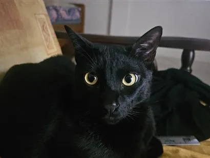 Gato raça SRD-ViraLata idade 2 anos nome Dio
