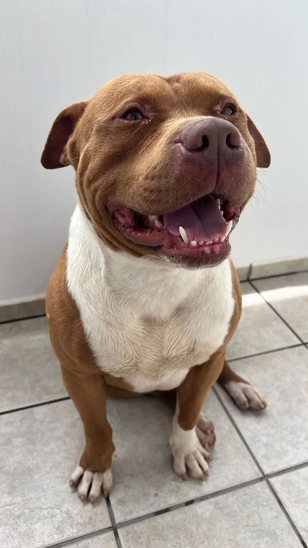 Cachorro raça Pit-Bull idade 2 anos nome Jeck