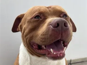 Cachorro raça Pit-Bull idade 2 anos nome Jeck
