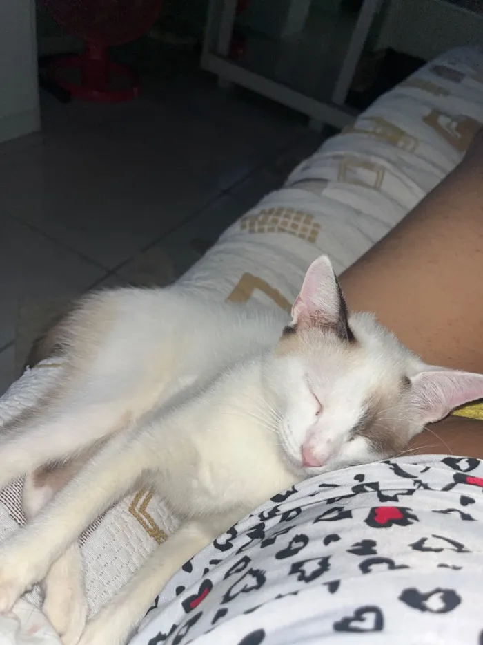 Gato raça SRD-ViraLata idade 2 a 6 meses nome Estrela