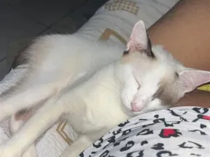 Gato raça SRD-ViraLata idade 2 a 6 meses nome Estrela