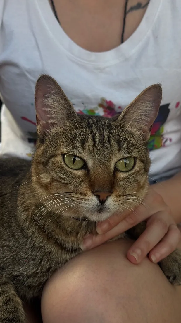 Gato raça SRD-ViraLata idade 2 anos nome S.N