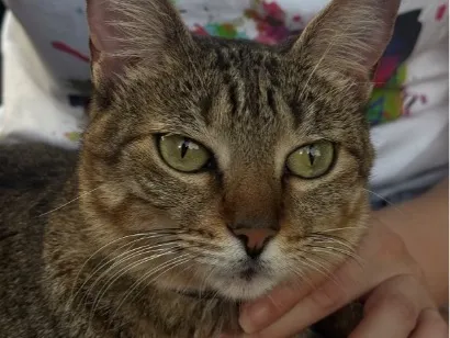 Gato raça SRD-ViraLata idade 2 anos nome S.N