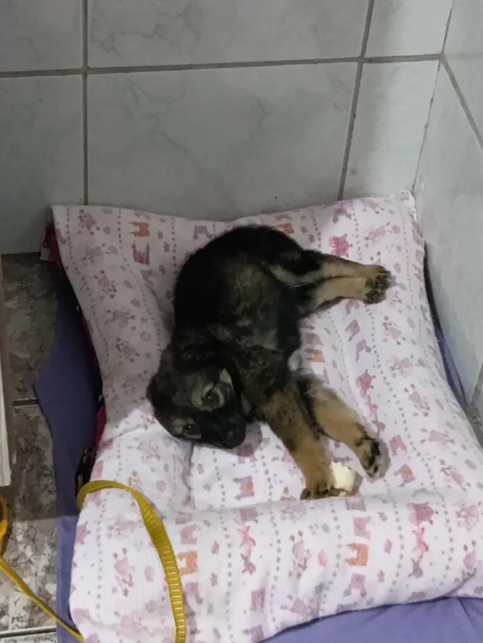 Cachorro raça SRD-ViraLata idade 2 a 6 meses nome lesy