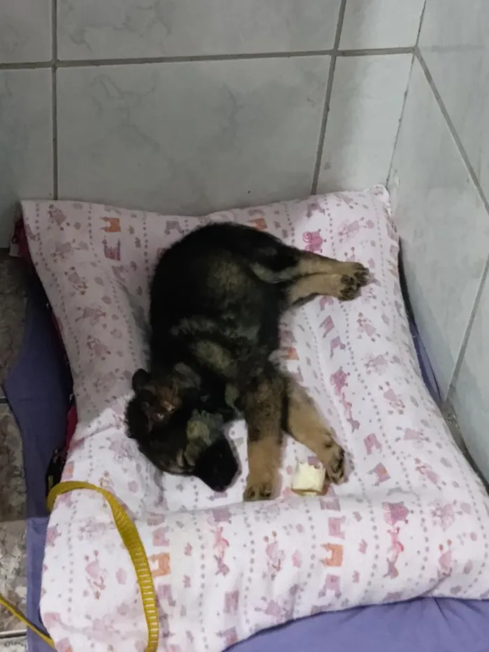 Cachorro raça SRD-ViraLata idade 2 a 6 meses nome lesy