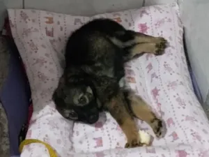 Cachorro raça SRD-ViraLata idade 2 a 6 meses nome lesy