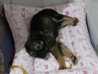 Cachorro raça SRD-ViraLata idade 2 a 6 meses nome lesy