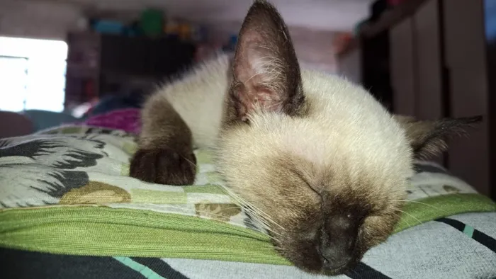 Gato raça Siamês idade 2 a 6 meses nome Myra