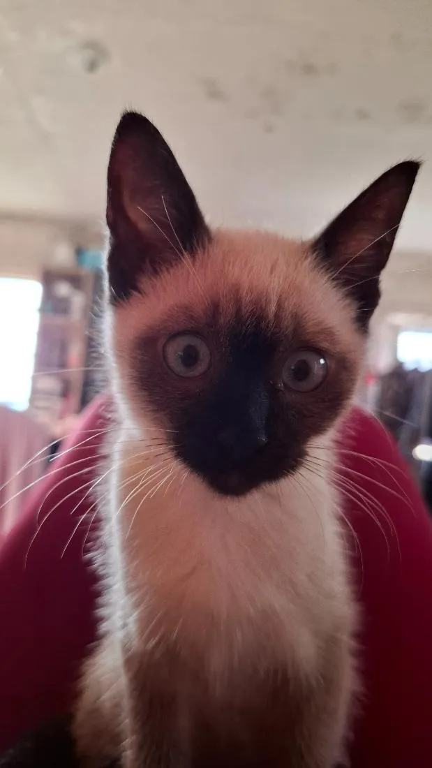 Gato raça Siamês idade 2 a 6 meses nome Myra