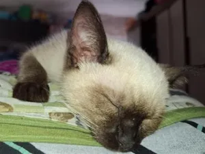 Gato raça Siamês idade 2 a 6 meses nome Myra
