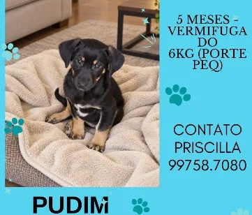 Cachorro raça SRD-ViraLata idade 2 a 6 meses nome Pudim