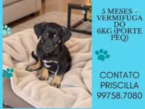 Cachorro raça SRD-ViraLata idade 2 a 6 meses nome Pudim