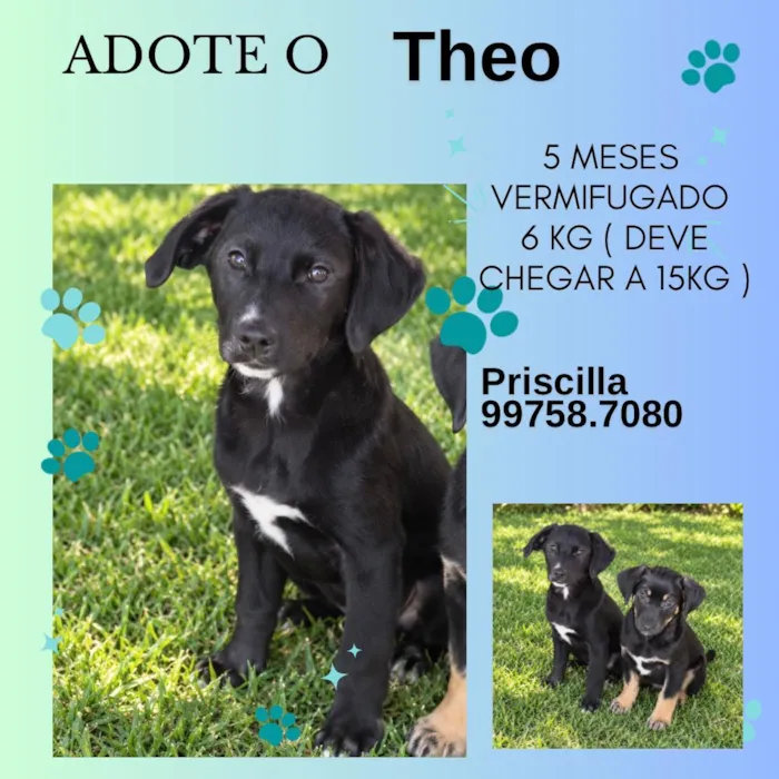 Cachorro raça SRD-ViraLata idade 2 a 6 meses nome Théo