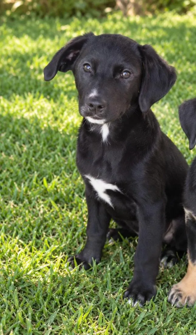 Cachorro raça SRD-ViraLata idade 2 a 6 meses nome Théo