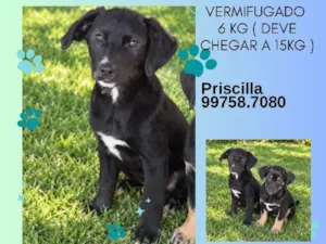Cachorro raça SRD-ViraLata idade 2 a 6 meses nome Théo
