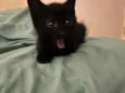 Gatinhos ????