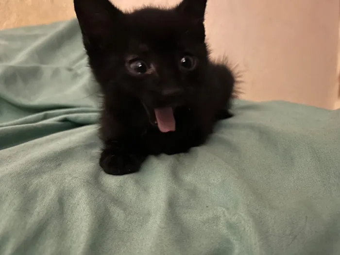 Gato raça SRD-ViraLata idade 2 a 6 meses nome Gatinhos ????