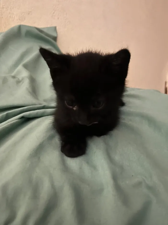 Gato raça SRD-ViraLata idade 2 a 6 meses nome Gatinhos ????