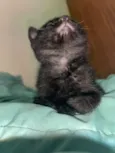 Gatinhos ????