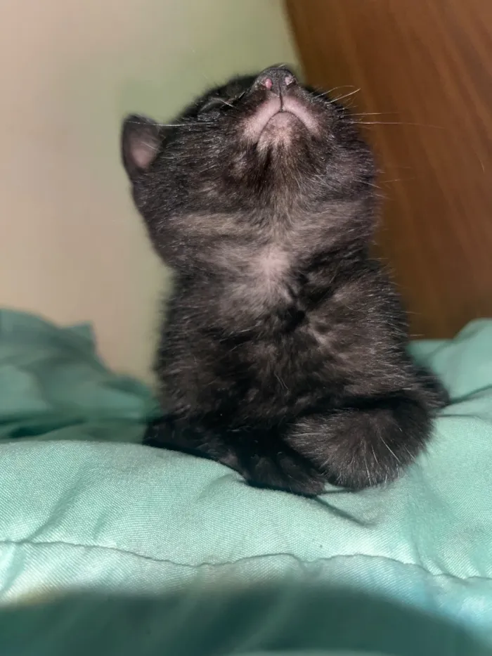 Gato raça SRD-ViraLata idade 2 a 6 meses nome Gatinhos ????