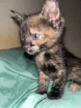 Gatinhos ????