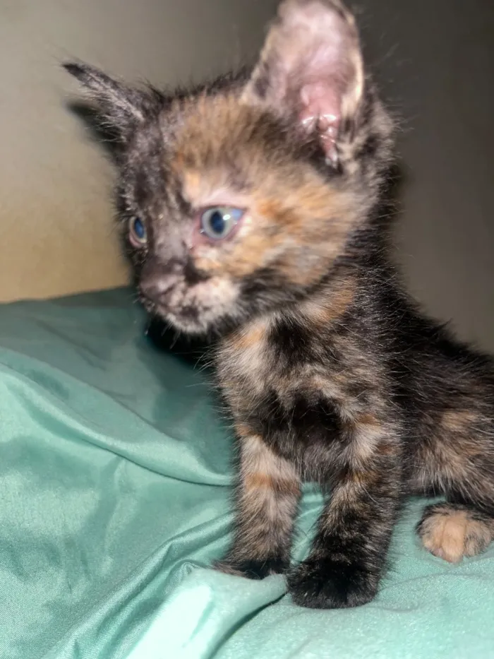 Gato raça SRD-ViraLata idade 2 a 6 meses nome Gatinhos ????