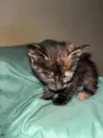 Gatinhos ????