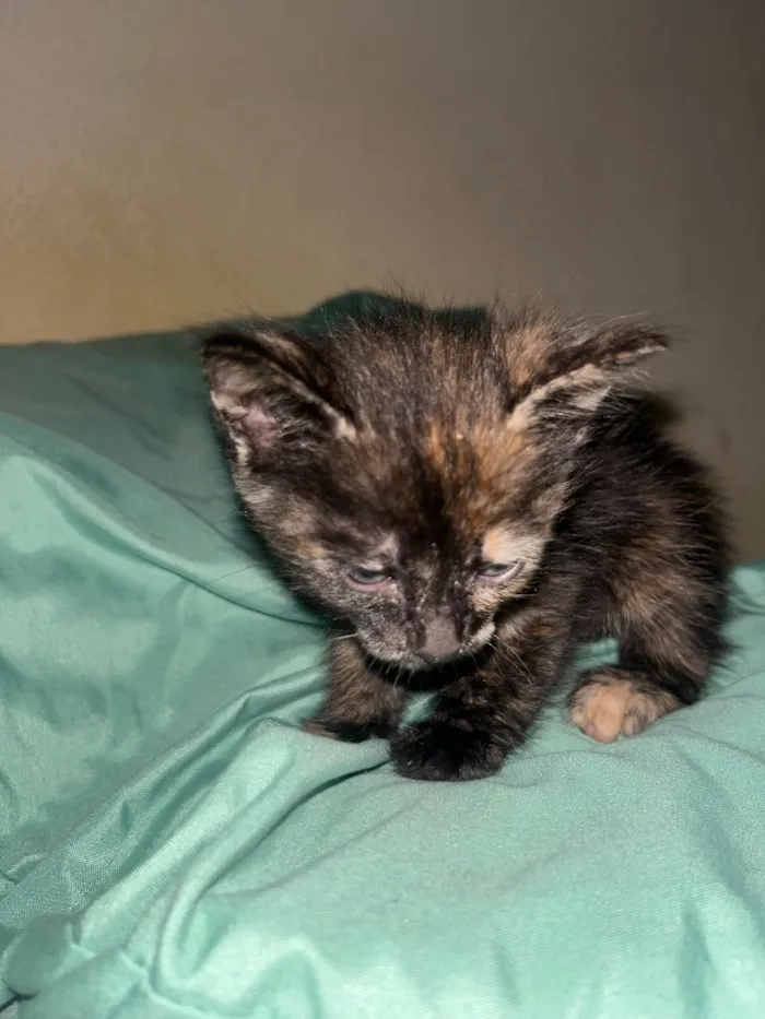 Gato raça SRD-ViraLata idade 2 a 6 meses nome Gatinhos ????