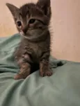 Gatinhos ????