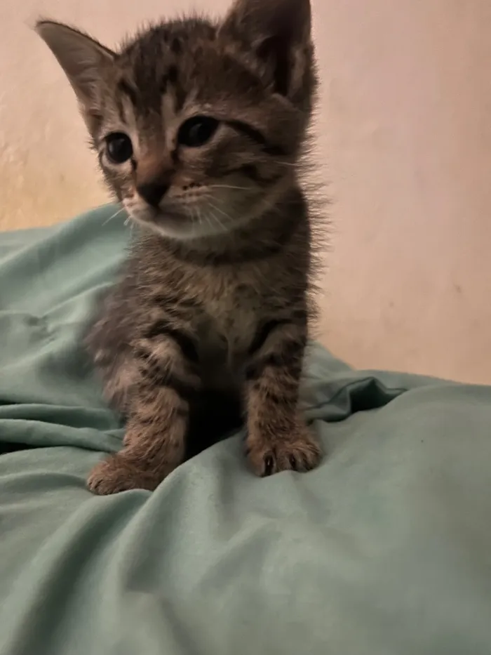 Gato raça SRD-ViraLata idade 2 a 6 meses nome Gatinhos ????