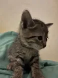 Gatinhos ????