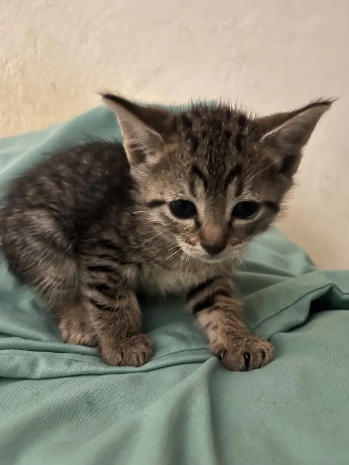 Gato raça SRD-ViraLata idade 2 a 6 meses nome Gatinhos ????