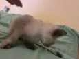 Gatinhos ????