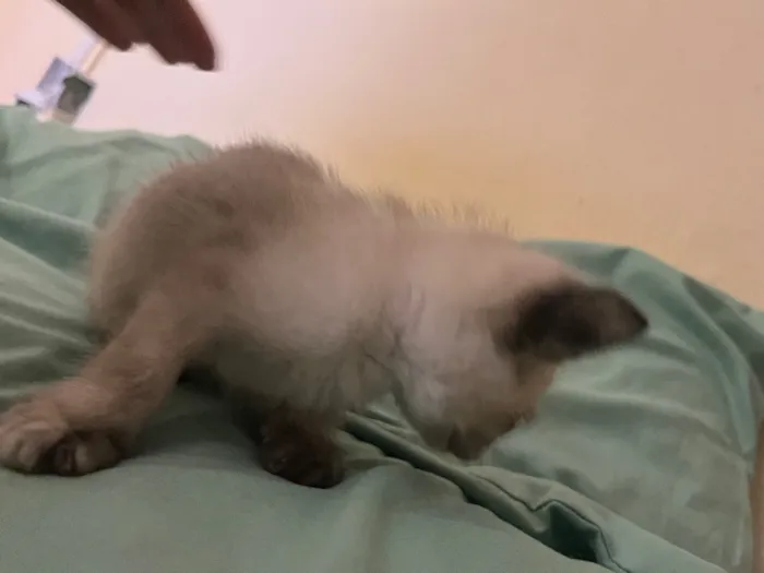 Gato raça SRD-ViraLata idade 2 a 6 meses nome Gatinhos ????