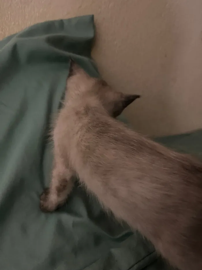Gato raça SRD-ViraLata idade 2 a 6 meses nome Gatinhos ????