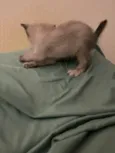 Gatinhos ????
