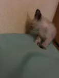 Gatinhos ????