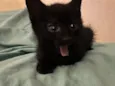 Gatinhos ????