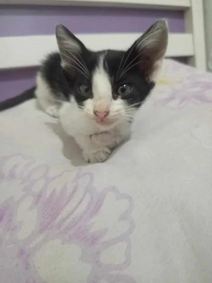 Gato raça SRD-ViraLata idade 2 a 6 meses nome não tem nome 