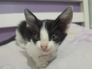 Gato raça SRD-ViraLata idade 2 a 6 meses nome não tem nome 
