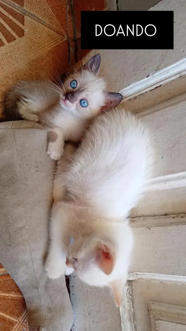 Gato raça SRD-ViraLata idade Abaixo de 2 meses nome Sam
